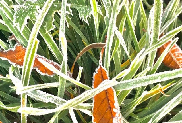 Winterharte Pflanzen können das ganze Jahr über im Freien bleiben. (Foto: Marburger)